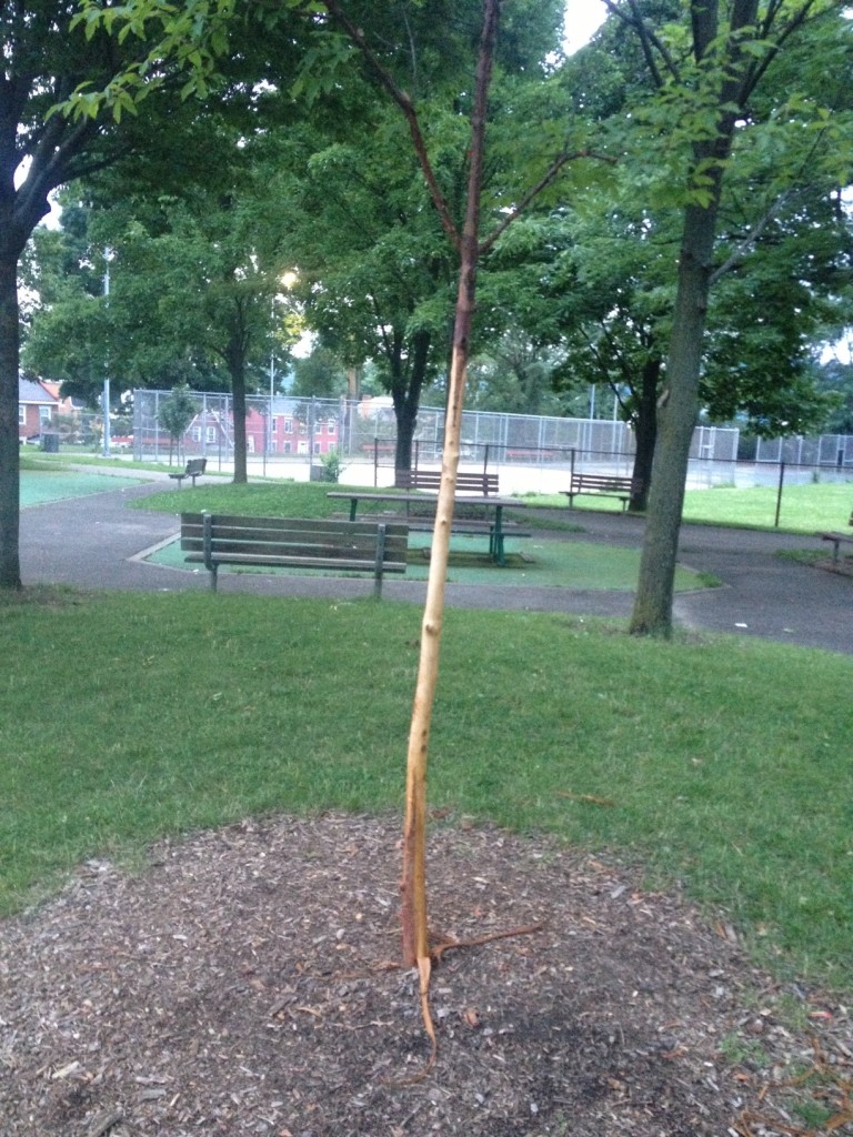 Be Kind to Lawrenceville Trees Lawrenceville United